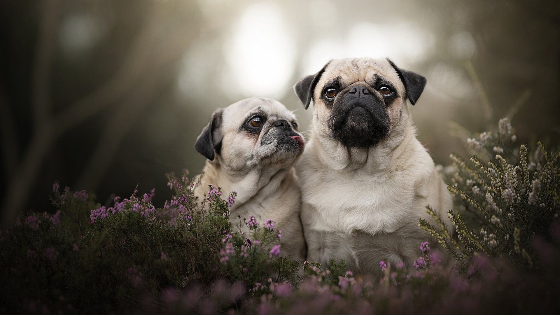 国家队失误率为何居高不下，国家队为什么少了一集